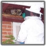 honeycomb-removal-in-tucson-300x300.jpg