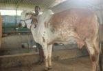 gir-cow1-captains-farm.jpg