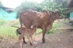 gir-cow2-captains-farm.jpg