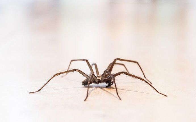 house-spider-crawling-in-living-room-2-2.jpg