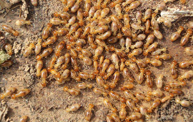 a-swarm-of-termites-on-the-ground-3.jpg