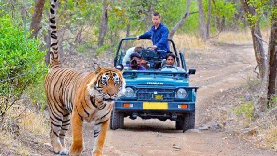 An Indian Safari - The Experience of a Lifetime (1).jpg