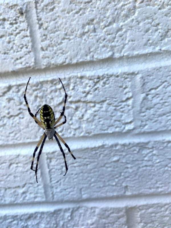 Pest Control Raleigh NC USA.jpg