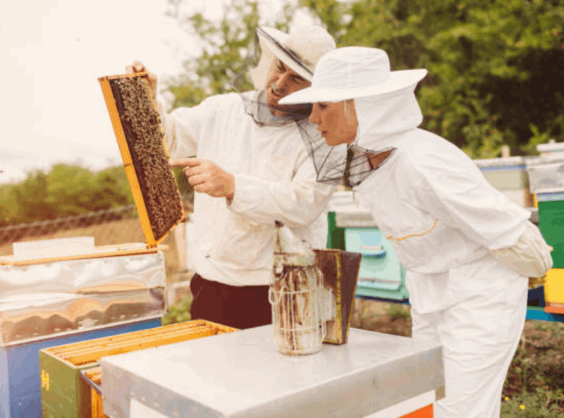 Role of Professionals in Bee Conservation When and Why to Call for Help.png