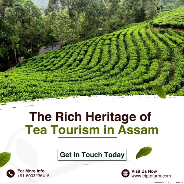 Tea Tourism in Assam.jpg