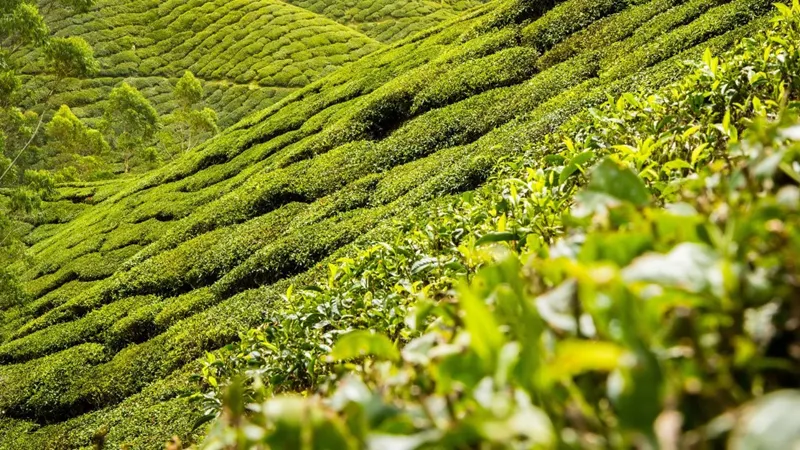 Tea Tourism in Assam-A.jpg