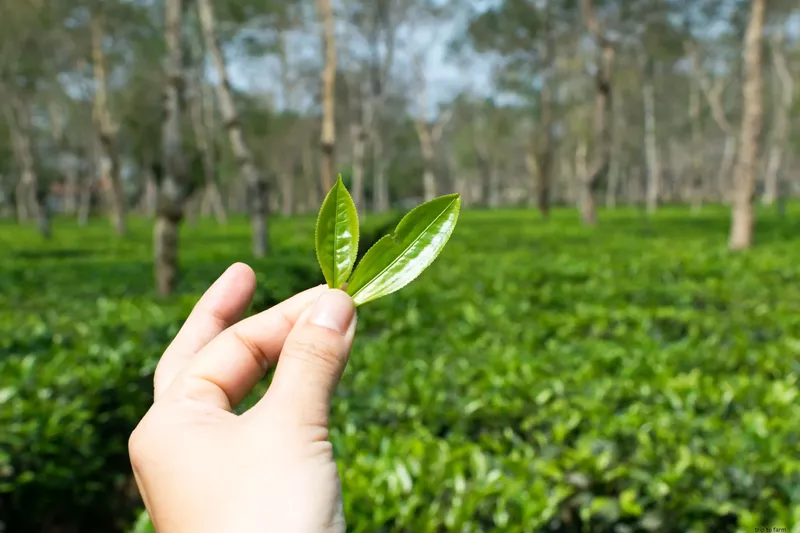 Popular Tea Gardens in Assam-a.jpg
