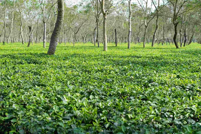 Popular Tea Gardens in Assam-d.jpg