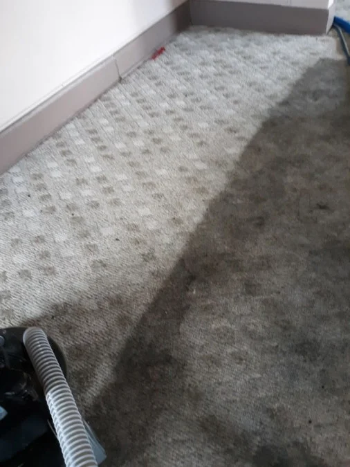 cleaning+carpet.jpg