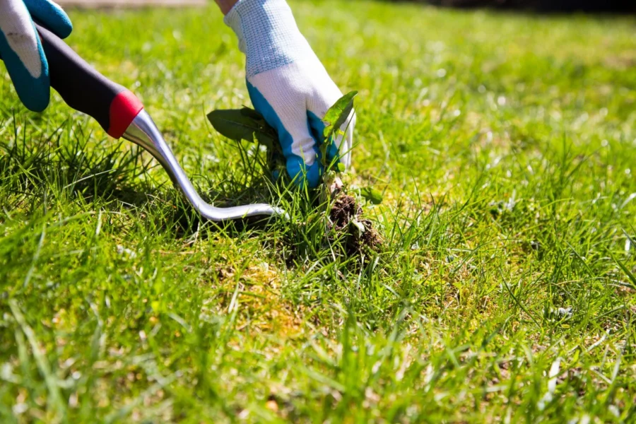 weed-spraying-removal-melbourne.jpg