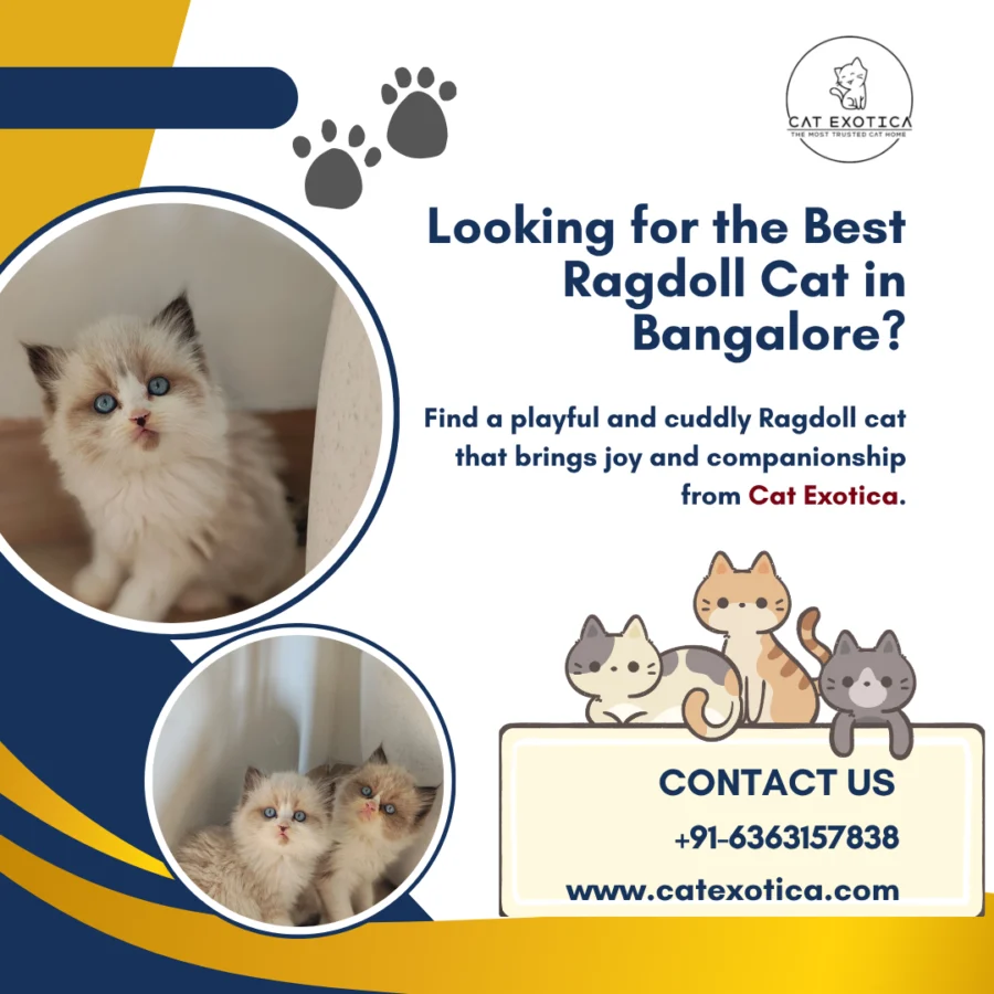 Best Ragdoll Cat in Bangalore.png