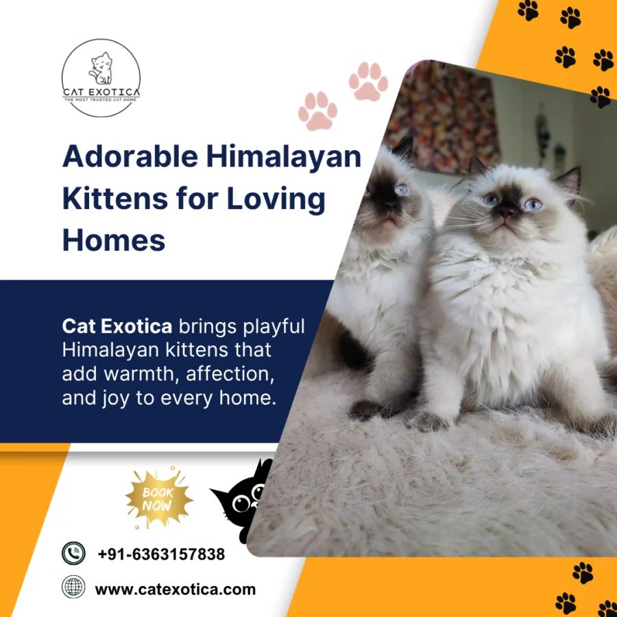 Himalayan Kittens in Bangalore.png