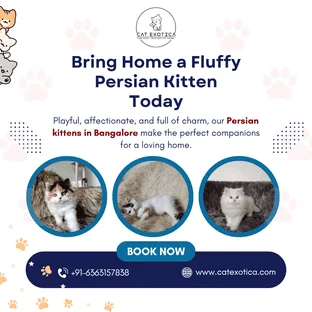 Persian_Kittens_in_Bangalore.png