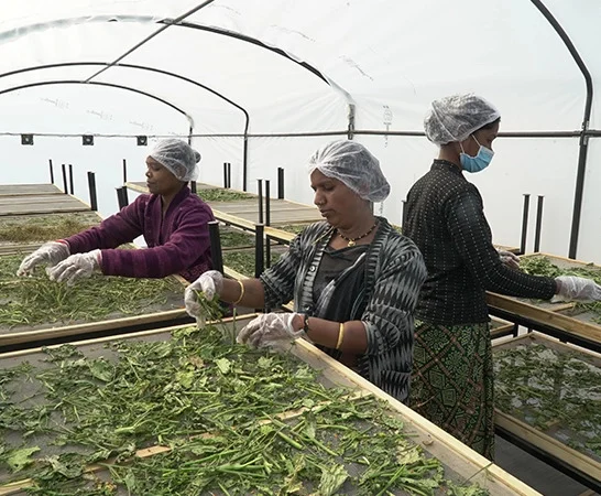curry-leaves-farming.jpg